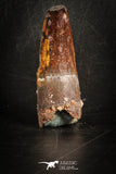 88808 - Top Beautiful 1.72 Inch Spinosaurus Dinosaur Tooth Cretaceous