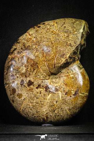 22136 - Nice Agatized & Polished 5.69 Inch Cleoniceras sp Lower Cretaceous Ammonite Madagascar