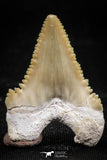 06055 - Top Quality 1.24 Inch Palaeocarcharodon orientalis (Pygmy white Shark) Tooth
