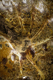 22136 - Nice Agatized & Polished 5.69 Inch Cleoniceras sp Lower Cretaceous Ammonite Madagascar
