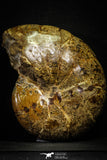 22136 - Nice Agatized & Polished 5.69 Inch Cleoniceras sp Lower Cretaceous Ammonite Madagascar