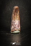 88810 - Top Beautiful 1.41 Inch Spinosaurus Dinosaur Tooth Cretaceous