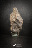 88811 - Unclassified NWA 36 g Chondrite L-H Type Meteorite Sahara Fall