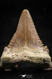 06056 - Top Quality 1.15 Inch Palaeocarcharodon orientalis (Pygmy white Shark) Tooth