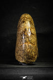 22136 - Nice Agatized & Polished 5.69 Inch Cleoniceras sp Lower Cretaceous Ammonite Madagascar