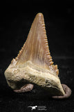 06056 - Top Quality 1.15 Inch Palaeocarcharodon orientalis (Pygmy white Shark) Tooth