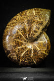 22137 - Nice Agatized 6.61 Inch Cleoniceras sp Lower Cretaceous Ammonite Madagascar