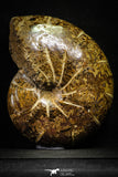 22137 - Nice Agatized 6.61 Inch Cleoniceras sp Lower Cretaceous Ammonite Madagascar