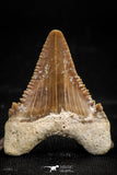 06056 - Top Quality 1.15 Inch Palaeocarcharodon orientalis (Pygmy white Shark) Tooth