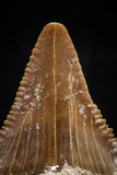 06056 - Top Quality 1.15 Inch Palaeocarcharodon orientalis (Pygmy white Shark) Tooth