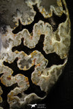 22138 - Beautiful 6.97 inch Shloenbacchia Polished Cretaceous Ammonite Fossil - Khenifra, Morocco