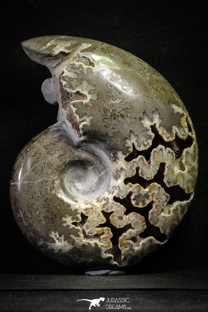 22138 - Beautiful 6.97 inch Shloenbacchia Polished Cretaceous Ammonite Fossil - Khenifra, Morocco