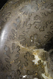 22138 - Beautiful 6.97 inch Shloenbacchia Polished Cretaceous Ammonite Fossil - Khenifra, Morocco
