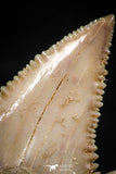 06057 - Top Beautiful 1.18 Inch Palaeocarcharodon orientalis (Pygmy white Shark) Tooth