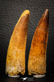 05606 - Great Collection of 2 Spinosaurus Dinosaur Teeth Cretaceous KemKem Beds