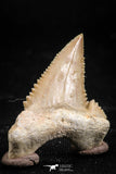 06057 - Top Beautiful 1.18 Inch Palaeocarcharodon orientalis (Pygmy white Shark) Tooth
