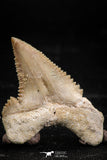 06057 - Top Beautiful 1.18 Inch Palaeocarcharodon orientalis (Pygmy white Shark) Tooth