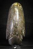 22138 - Beautiful 6.97 inch Shloenbacchia Polished Cretaceous Ammonite Fossil - Khenifra, Morocco