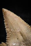 06057 - Top Beautiful 1.18 Inch Palaeocarcharodon orientalis (Pygmy white Shark) Tooth