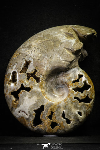 22139 - Beautiful 7.01 inch Shloenbacchia Polished Cretaceous Ammonite Fossil - Khenifra, Morocco