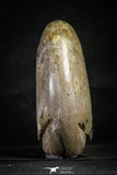 22139 - Beautiful 7.01 inch Shloenbacchia Polished Cretaceous Ammonite Fossil - Khenifra, Morocco