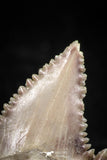 06058 - Top Beautiful 1.10 Inch Palaeocarcharodon orientalis (Pygmy white Shark) Tooth