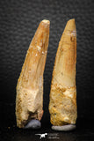 05607 - Great Collection of 2 Spinosaurus Dinosaur Teeth Cretaceous KemKem Beds