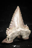 06058 - Top Beautiful 1.10 Inch Palaeocarcharodon orientalis (Pygmy white Shark) Tooth