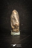 88815 - Unclassified NWA 9 g Chondrite L-H Type Meteorite Sahara Fall