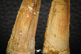 05607 - Great Collection of 2 Spinosaurus Dinosaur Teeth Cretaceous KemKem Beds