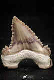06058 - Top Beautiful 1.10 Inch Palaeocarcharodon orientalis (Pygmy white Shark) Tooth
