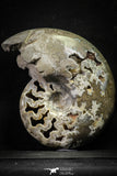 22140 - Beautiful 7.01 inch Shloenbacchia Polished Cretaceous Ammonite Fossil - Khenifra, Morocco