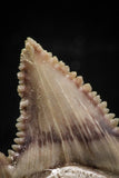 06058 - Top Beautiful 1.10 Inch Palaeocarcharodon orientalis (Pygmy white Shark) Tooth