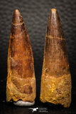 05608 - Great Collection of 2 Spinosaurus Dinosaur Teeth Cretaceous KemKem Beds