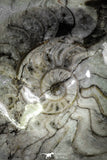 22141 - Great Huge 7.32 Inch Polished Goniatites Devonian Cephalopod
