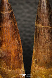 05608 - Great Collection of 2 Spinosaurus Dinosaur Teeth Cretaceous KemKem Beds