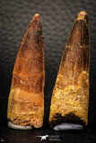 05608 - Great Collection of 2 Spinosaurus Dinosaur Teeth Cretaceous KemKem Beds