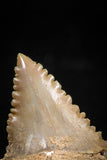 06059 - Top Beautiful 0.99 Inch Palaeocarcharodon orientalis (Pygmy white Shark) Tooth