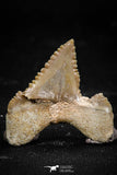 06059 - Top Beautiful 0.99 Inch Palaeocarcharodon orientalis (Pygmy white Shark) Tooth