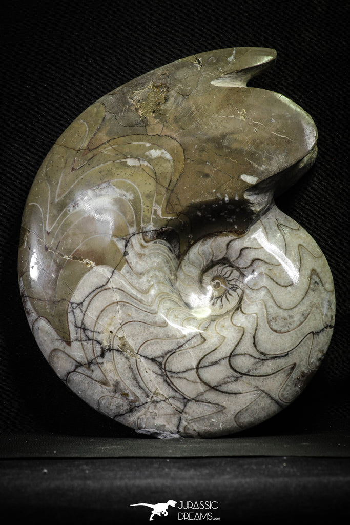 22142 - Great Huge 8.58 Inch Polished Goniatites Devonian Cephalopod