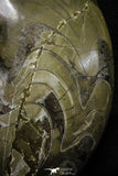 22142 - Great Huge 8.58 Inch Polished Goniatites Devonian Cephalopod