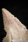 06060 - Top Beautiful 1.11 Inch Palaeocarcharodon orientalis (Pygmy white Shark) Tooth