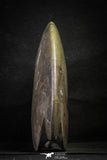 22142 - Great Huge 8.58 Inch Polished Goniatites Devonian Cephalopod