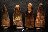 05609 - Great Collection of 4 Spinosaurus Dinosaur Teeth Cretaceous KemKem Beds