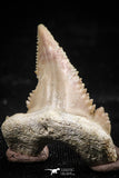 06060 - Top Beautiful 1.11 Inch Palaeocarcharodon orientalis (Pygmy white Shark) Tooth