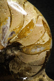 22143 - Beautiful 4.74 inch Nautilus Polished Cretaceous - Khenifra, Morocco