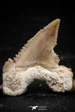 06060 - Top Beautiful 1.11 Inch Palaeocarcharodon orientalis (Pygmy white Shark) Tooth