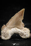 06060 - Top Beautiful 1.11 Inch Palaeocarcharodon orientalis (Pygmy white Shark) Tooth
