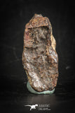 88820 - Unclassified NWA 6 g Chondrite L-H Type Meteorite Sahara Fall