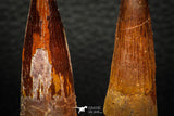 05610 - Great Collection of 2 Spinosaurus Dinosaur Teeth Cretaceous KemKem Beds